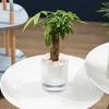 Automatic water absorbing lazy pot resin creative potted green ivy hydroponic plastic round flower pot   10cm PET+PP