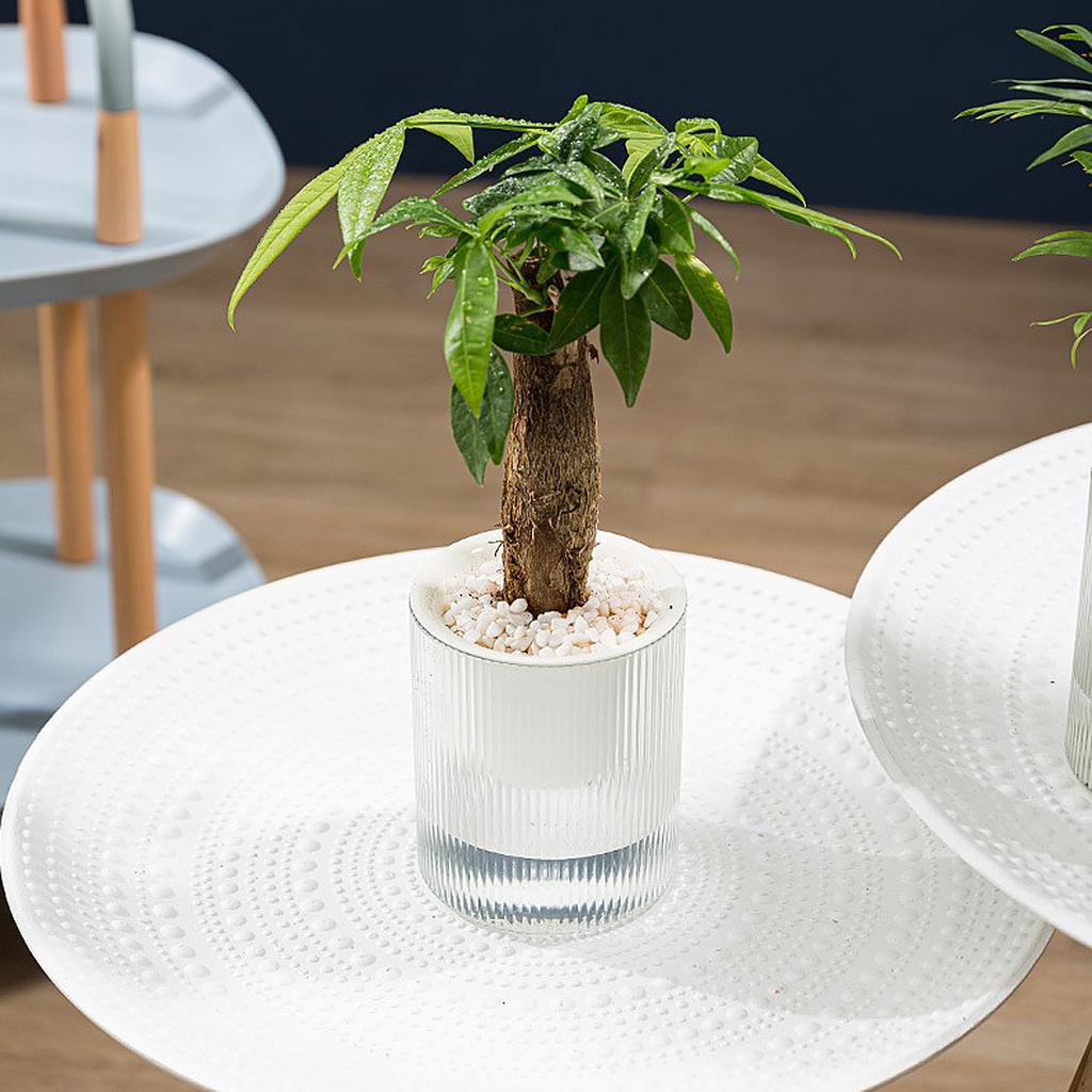 Automatic water absorbing lazy pot resin creative potted green ivy hydroponic plastic round flower pot 10cm PET+PP