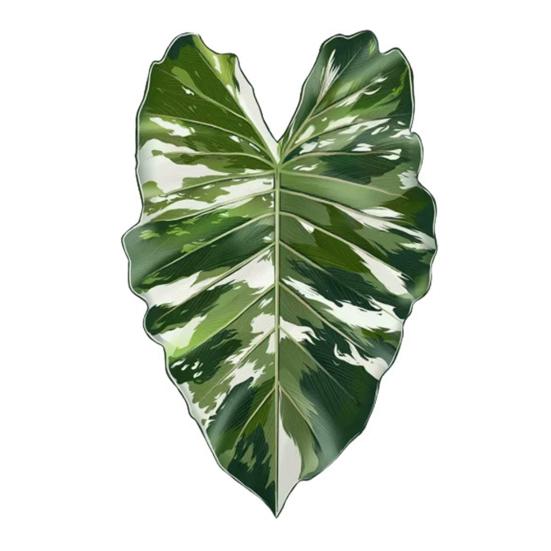 Acrylic Tropical Plant Coasters, Heat Resistant Non-Slip Drink Coasters, Easy Clean Leaf Shaped Pads for Coffee Table Desk Decor, Home Gift