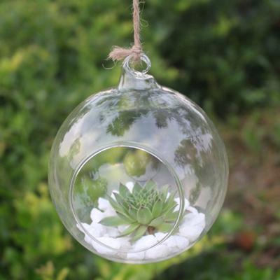Chicken Mix Hanging Home Flower Planter Terrarium Glass Container Decor Wedding Vase Patio & Lemongrass Plants for Outside