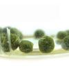 Ginseng Orchid Premium Camellia, Dongding Oolong Tea, Fragrant Bubble Resistant Type.