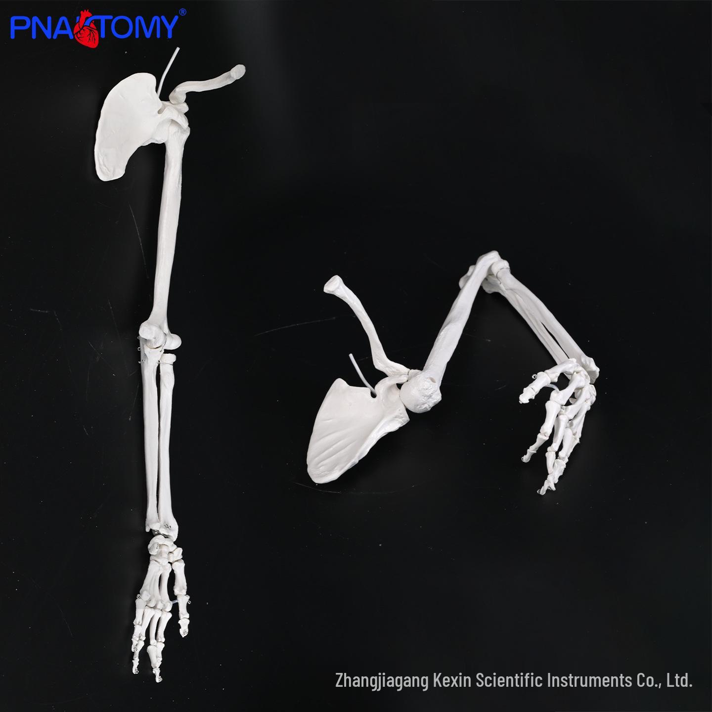Left Upper Limb Bone Model: Scapula, Clavicle, Humerus, Radius, Ulna - Accurate Orthopedic Teaching Aid PNT-0170