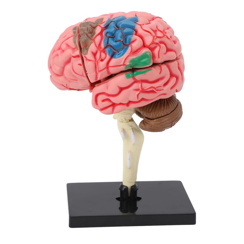 Brain Model Neuroanatomy Structure Teaching Tool Human Brain Anatomical Model with Base for Education Display