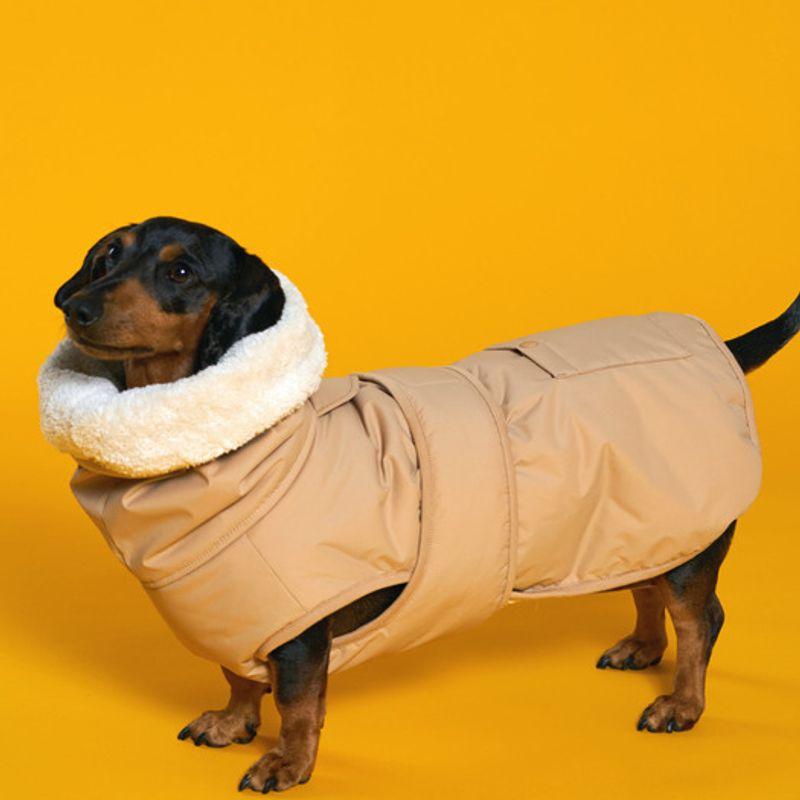 ANGEL DOG Hund Tatted Tech Welpe Polsterung Beige