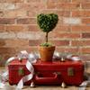 Artificial Succulents Plant Green Plant Decorations Cactus Small Ornament Indoor Office Potted Garden Arrange