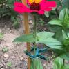 Multi-piece Adjustable Plant Clip - Reusable Garden Support for Flowers, Vines, Vegetables and Tomatoes - Durable Plastic, Essential Gardening Tools