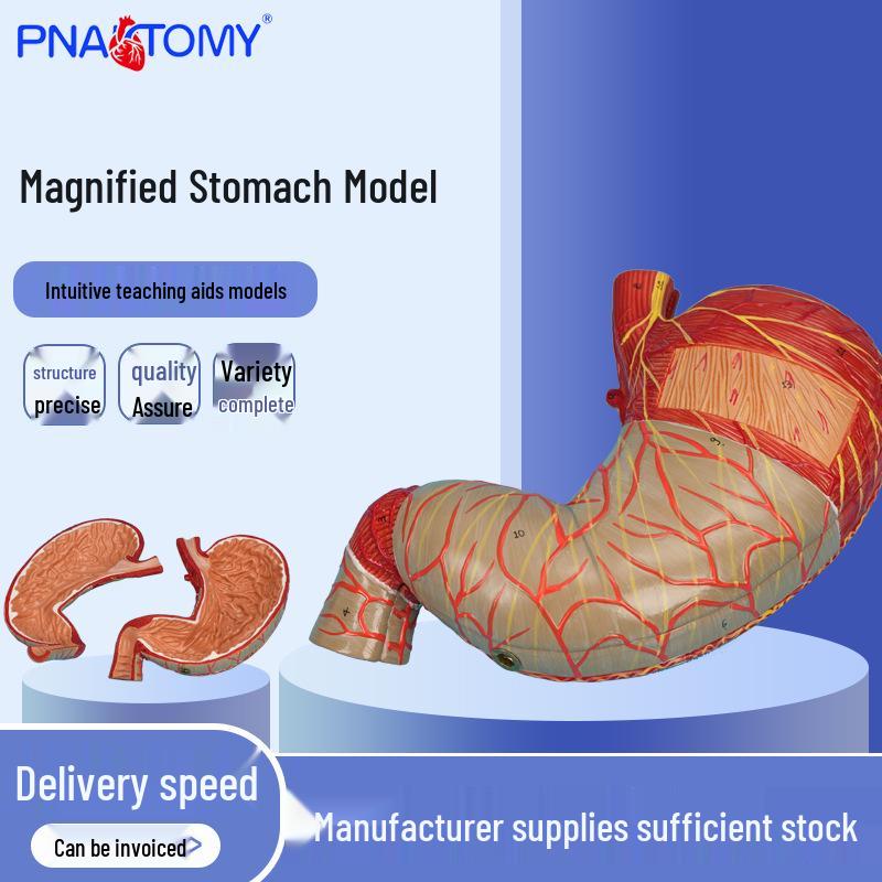 Detachable Enlarged Stomach Digestive System Anatomy Teaching Model 11x16x20 cm