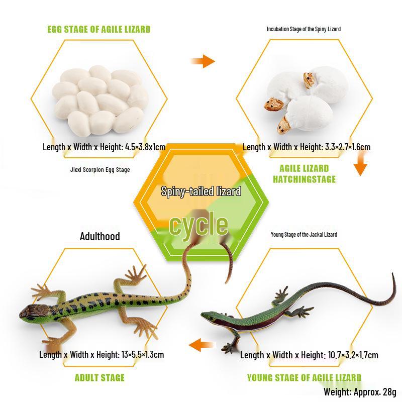 Animal Growth Cycle Models: Chicken, Duck, Goose, Butterfly, Turtle, Frog Montessori Teaching Figurines