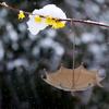 Unique Rustic Design Brown Bird Feeder with Hanging Device for Garden Use