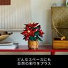 LEGO Botanical Poinsettia Building Set 10370 Decorative Toy for Home and Garden
