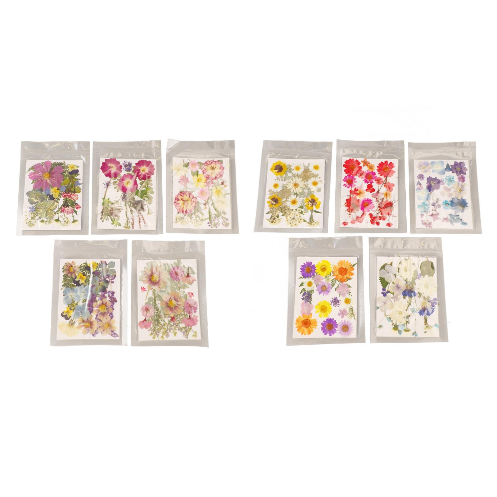 

5 Bags Pressed Flowers Assorted Styles Vibrant Rich Details Multi Purpose Colorful Dried Flowers for Type 1
