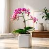 Automatic Water-absorbing Flowerpot with Transparent Water Level Indicator Self-Watering Planter for Indoor Plants Succulents Cactus Herb