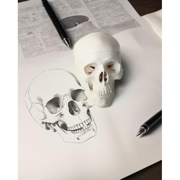 Mini Skull Anatomy Model for Studying - Human Skull Model, Small Plastic Head Bones for Artists Drawing - QREBYQ Anatomy Skull Model