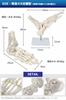 KIYOMARU Foot Model with Extendable Legs and Fully Movable Supervised by a Physical Human Anatomy Skeleton Ankle Joint and Bone Extendable Right with