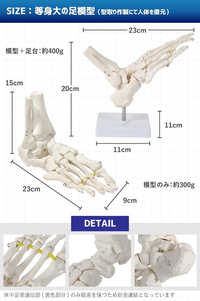 KIYOMARU Foot Model with Extendable Legs and Fully Movable Supervised by a Physical Human Anatomy Skeleton Ankle Joint and Bone Extendable Right with