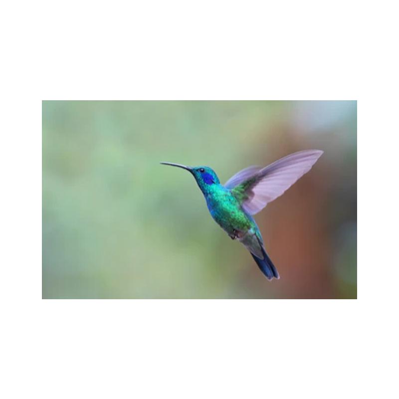 Posters and Prints with Hummingbird, Canvas Painting, Birds, Animals, Cuadros, Wall Art Paintings for the Living Room, Modern Home Decor,