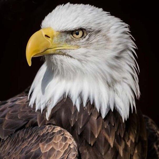 Full Square 5D Diamond Painting Eagle DIY Diamond Embroidery Animal Rhinestone Picture Cross Stitch Decoration