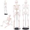 Bonarca Human Body Model, Knochen [Halbe Größe]: 85cm] Ganzkörper-Skelettfigur [Bewegliche GelenkeStänder Enthalten] Mini-Spielzeug, Große Figur, Skelett
