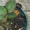 20Pcs Plastic Fertilizer Containers Baskets Cover Plant Fertilizer Holders Bonsai Orchid Flower Pot Garden Use
