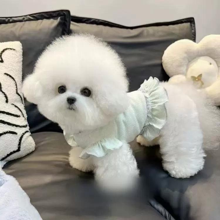 Dog Clothes Spring Summer Autumn New Waffle Small Flower Flying Sleeve Skirt Pet Cat Cuter Than Bear Teddy