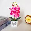 Retro Potted Phalaenopsis Plant Effortless Beauty for Your Living Space