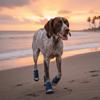 4pcs/set Adjustable Non-Slip Pet Shoes Breathable Wear-Resistant Dog Canvas Sneakers Rubber Soles Pet Board Shoes Pet Supplies