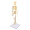 Human Skeleton Model Articulated Joint Removable Exquisite Craft Anatomy Human Body Skeleton Model for School Education