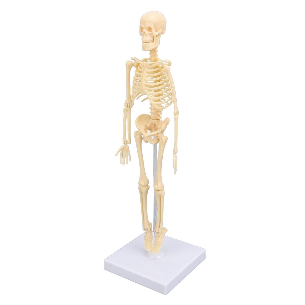 Human Skeleton Model Articulated Joint Removable Exquisite Craft Anatomy Human Body Skeleton Model for School Education