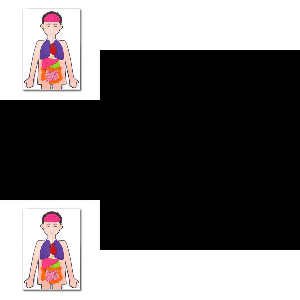 Diy Human Organ Recognition Non-woven Fabric Teaching Kit For Children Science Experiment Material Set