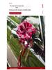 Luxury Wedding Car Decoration Set - Includes Lead Car Floral Arrangement, Main Car Florals, and Greeting Car Flowers