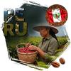 Kawa ziarnista cafeiere arabica peru hb ep, 500 g