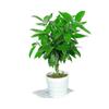 Peace Tree Indoor Potted Plant – Large Evergreen for Living Room, Happiness & Year-Round Greenery, Free Shipping.