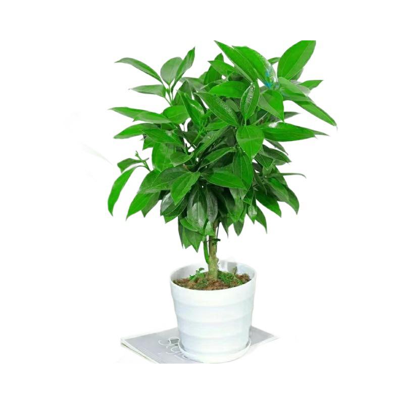 Peace Tree Indoor Potted Plant – Large Evergreen for Living Room, Happiness & Year-Round Greenery, Free Shipping.