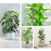 4Pcs Moss Poles 17.7inch Moss Poles Monstera Plant Support Plastic Moss Poles for Plant Monstera Self Watering Stackable
