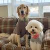 BARKDOG Winter Snood Fleece MTM M-6XL 2colors