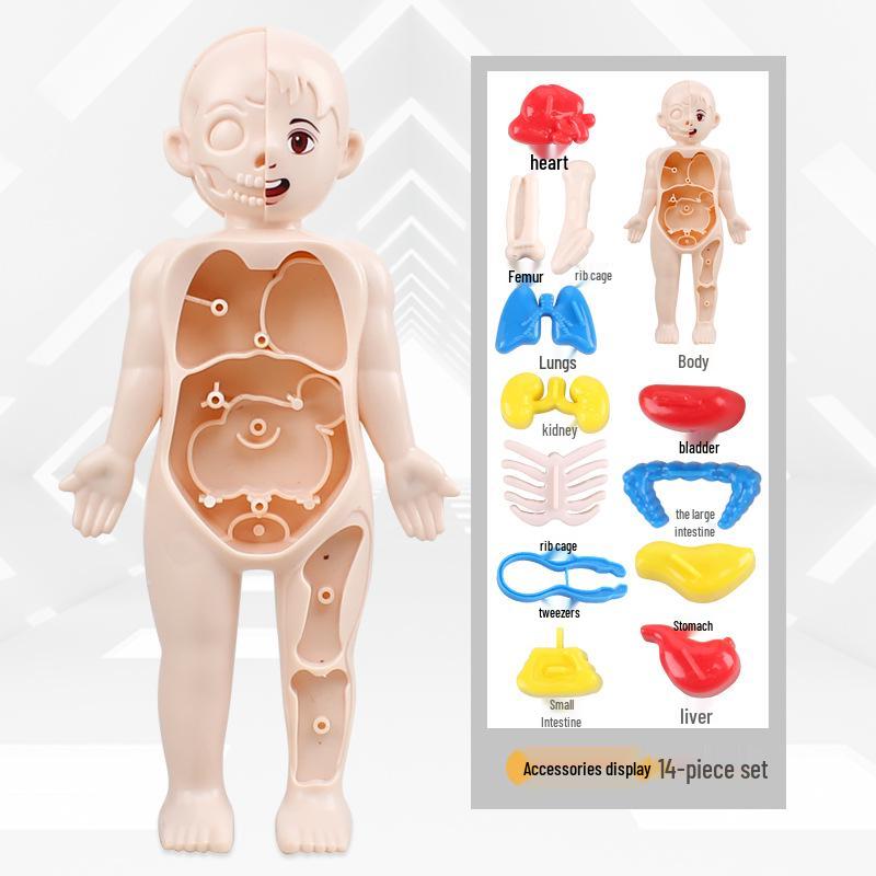 DIY Human Organ Educational Model for Kids