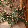 Simulated Flower Realistic Rose Long-lasting Hanging Artificial Faux Silk Flower Home Wedding Decor