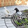 BH6299 HANSA Pigeon 29