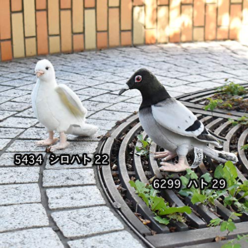 BH6299 HANSA Pigeon 29