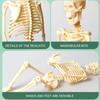 Skeletal Joints Of Human Organ Model DIY Human Body Model Teaching Bone Model  Teaching Tools