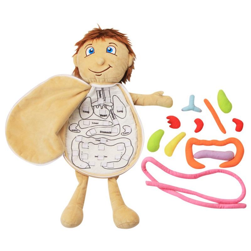 Human Body Model Anatomy Doll Soft Doll Toy Anatomical Medical Internal Organs Awareness Learn Early Education Toy For Preschool