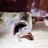 Creative Lifelike Hollow Lizard Hideout Caves Trunk Habitats Tortoise Hideout Small Reptile Caves