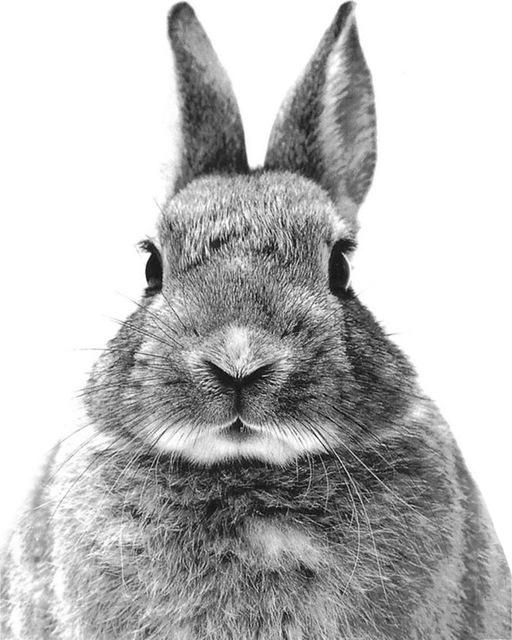 5D DIY Diamantmalerei Voll Quadrat Schwarz Weiß Tiere Diamantstickerei Löwe Tiger Mosaikbild aus Strass Dekor Geschenk