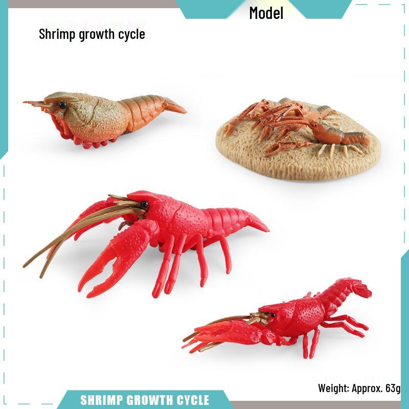 Animal Growth Cycle Models: Chicken, Duck, Goose, Butterfly, Turtle, Frog Montessori Teaching Figurines