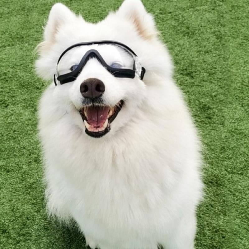 

Large Medium Dog Goggles Dog Sunglasses Glasses Doggles middle