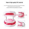 Large 6x Magnification Oral Health Teaching Tooth Model