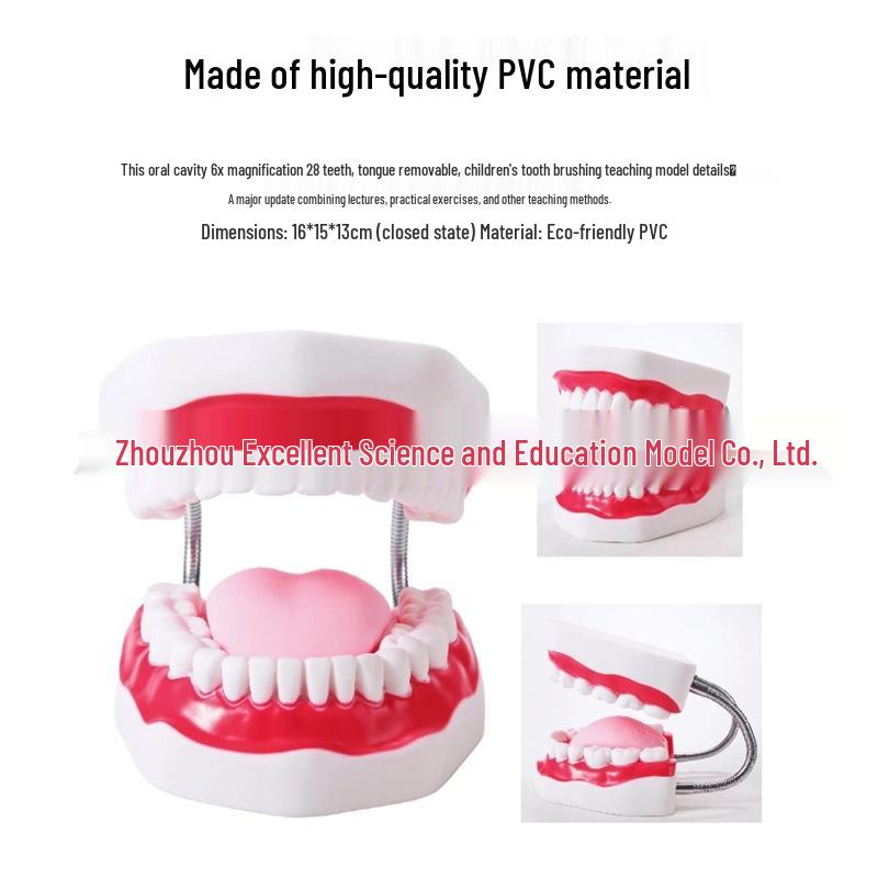 Large 6x Magnification Oral Health Teaching Tooth Model