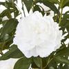 Hill Interiors Peony Artificial Potted Plant
