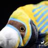 Cute Tropical Fish Regal Angelfish Plush Doll Simulation Sea Animal Fish Model Science Education Toy
