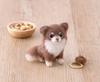 Hamanaka Felt Wool DOG CAT Chihuahua Made with Designed by Sachiko Kit & (Long Coat) Aclaine, Susa, H441-651